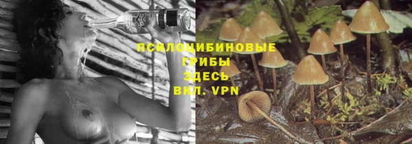 крисы Баксан
